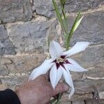 Gladiolus murielae Fleur