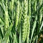 Triticum aestivum പുഷ്പം