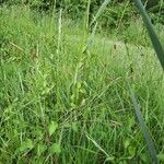 Carex distans Flower