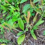 Plantago virginica Blatt