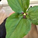 Trillium ovatum Leaf