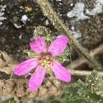 Erodium moschatum Flower