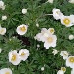 Anemone sylvestris অভ্যাস