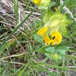 Rhinanthus major Blomma