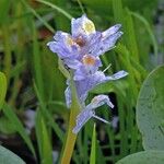 Pontederia rotundifolia Кветка