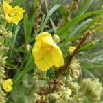 Verbascum densiflorum Flower