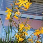 Crocosmia aurea Květ