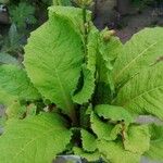 Primula japonica Blatt