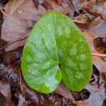 Hexastylis arifolia Lehti