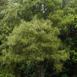 Dacrycarpus dacrydioides Habit