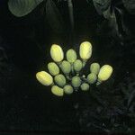 Caryocar microcarpum Fruto