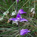 Cephalanthera rubra Casca