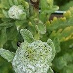 Achillea clypeolata Flower