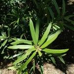 Podocarpus latifolius Levél