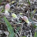 Silene douglasii Flor