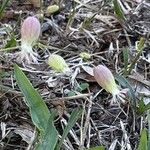 Silene douglasii 花