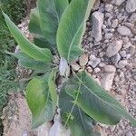 Asclepias latifolia ᱥᱟᱠᱟᱢ