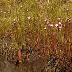 Drosera filiformis Συνήθη χαρακτηριστικά