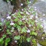 Cymbalaria muralisBlomst