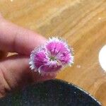 Dianthus barbatusFlower