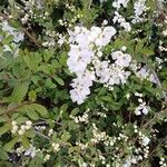 Exochorda racemosa Hábito