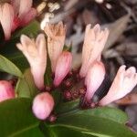 Psychotria pininsularis Cvet