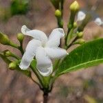 Tabernaemontana coffeoides Flower