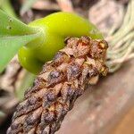 Bulbophyllum crassipes Flor