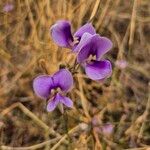 Vigna frutescens Blüte