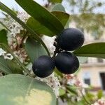 Acokanthera oblongifolia Плод