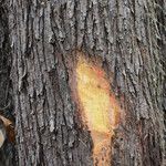 Terminalia ivorensis Kabuk