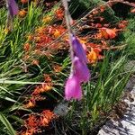 Dierama pulcherrimum 花