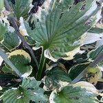 Hosta plantaginea Blatt