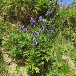 Aconitum napellus Hábitos