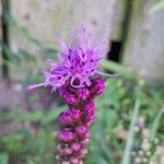 Liatris spicata 花