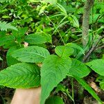 Circaea canadensis Yaprak