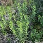Carthamus arborescens Hoja