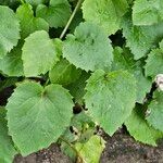 Campanula poscharskyana Fuelha