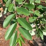 Grewia bicolor Hostoa