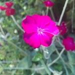 Lychnis coronata Квітка
