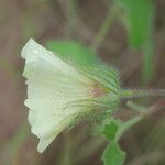 Pavonia cancellata Fleur