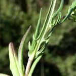 Valeriana eriocarpa Leaf