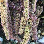 Agastache rugosa Fula