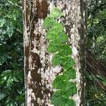 Monstera tenuis Leaf