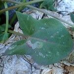 Rumex scutatus Habitatea