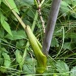 Angelica sylvestris Rinde