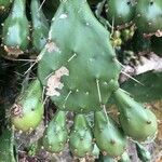 Opuntia triacanthos Folha