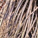 Cordyline australis Blad