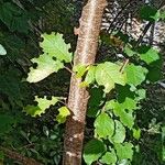 Prunus pensylvanica Bark