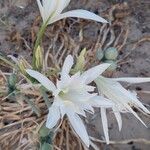 Pancratium maritimumᱵᱟᱦᱟ